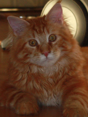 Axl