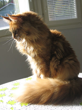 Nala one year old