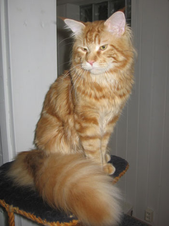 Axl lokakuussa 2009