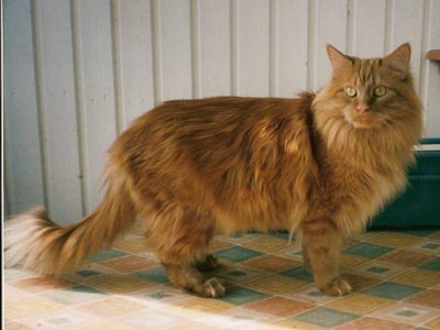 Huvikummun Maine Simba