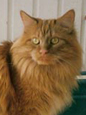 Simba