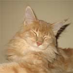 Tytti