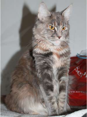 Vuorensinen Anastasia