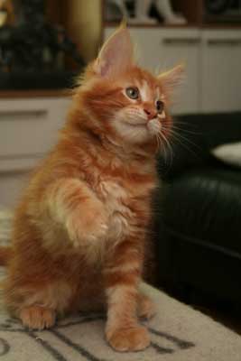 Bagheera