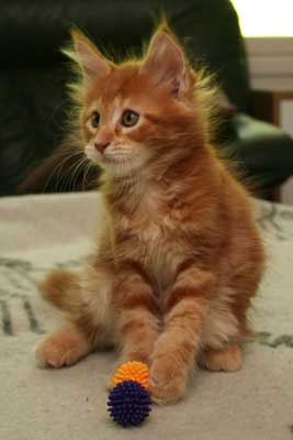 Bamse