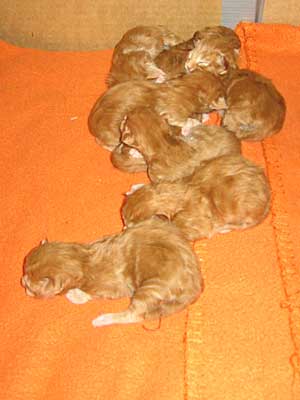 kittens