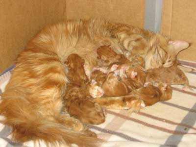 kittens