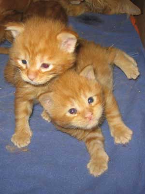 Cuties