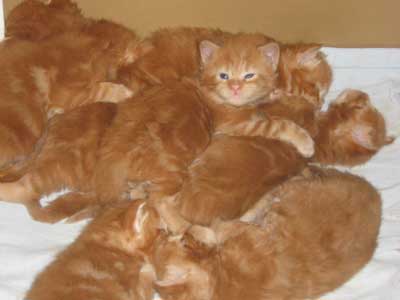 The whole litter