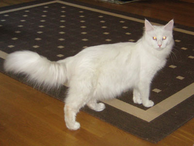 Pilvi