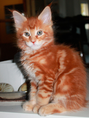 Elliott