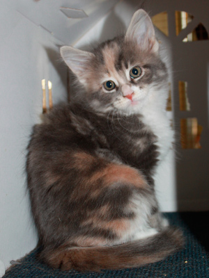 Eudora