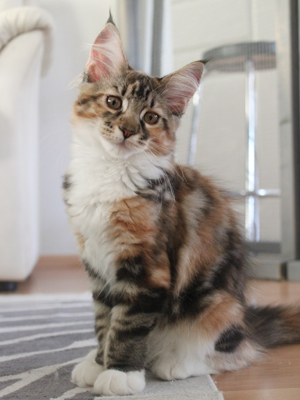 Vuorensinen Lady